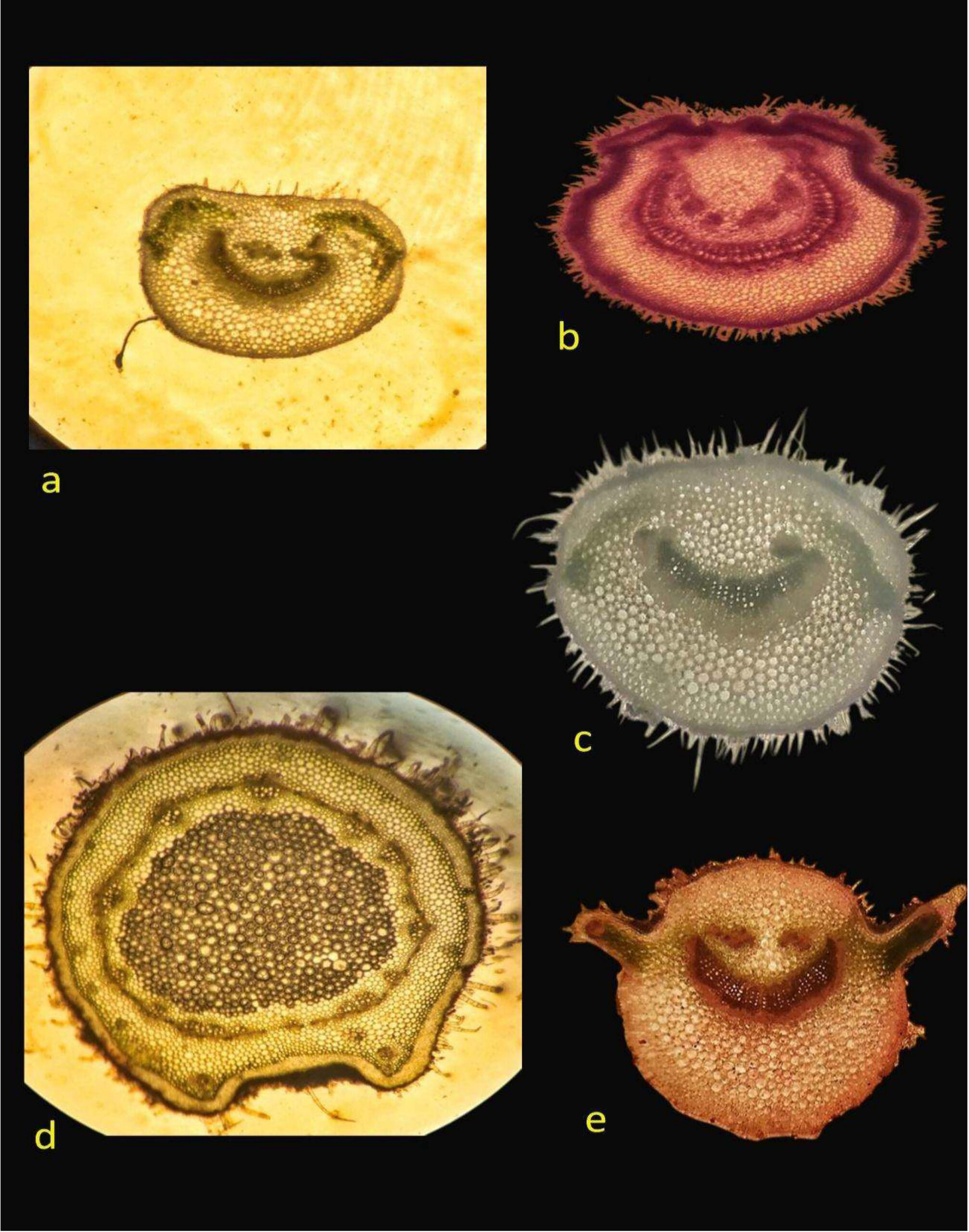 Comparison of outline shape of petiole cross section