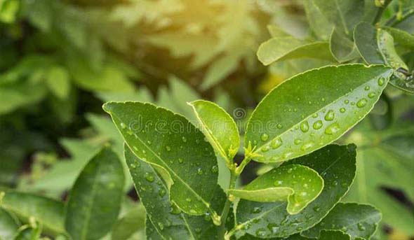 Guava Leaves