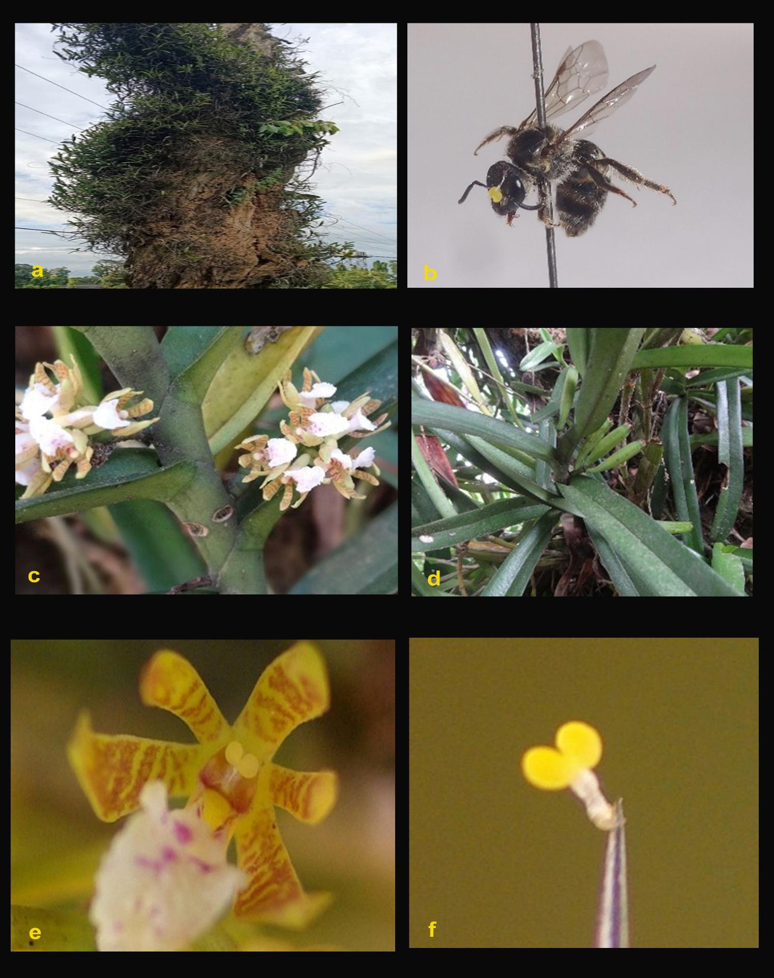 Growth of Acampe papillosa and pollination details