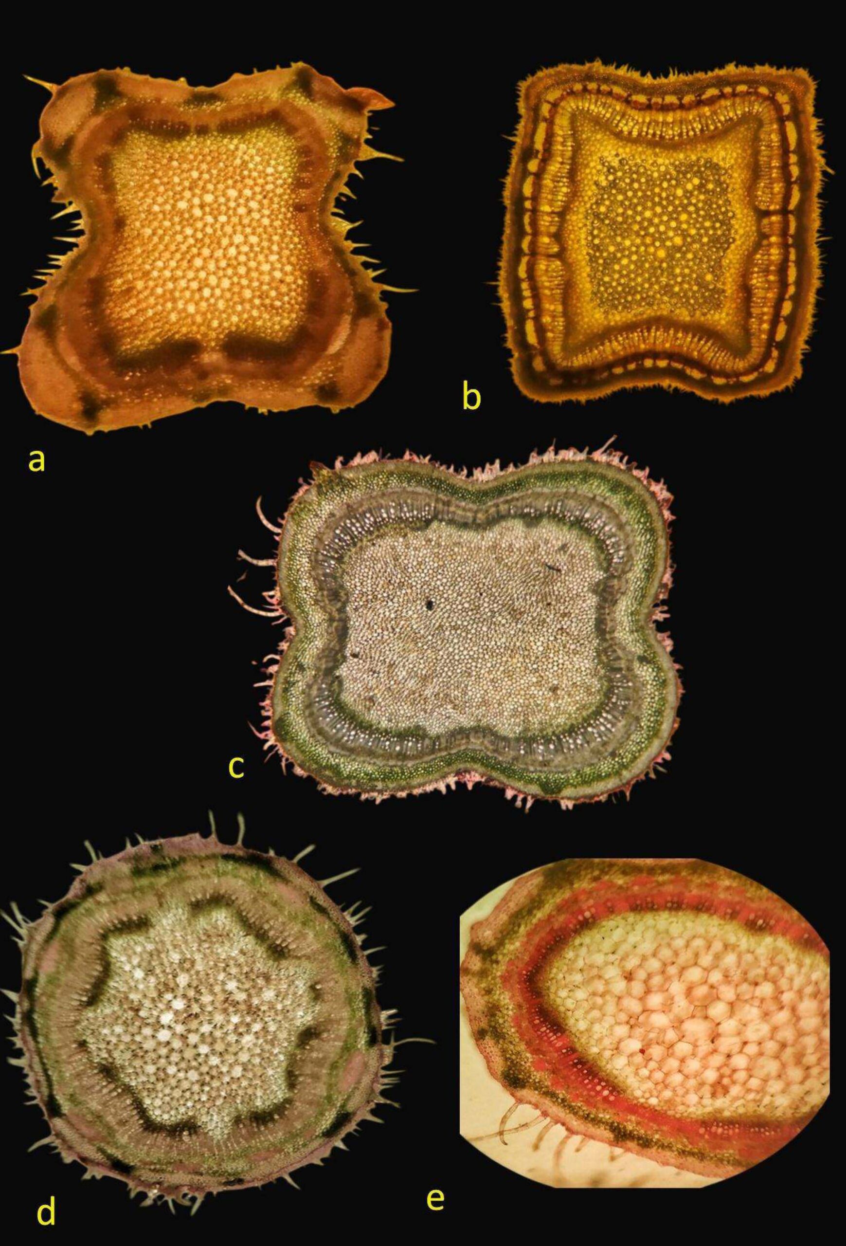 Comparison of outline shape of stem cross section