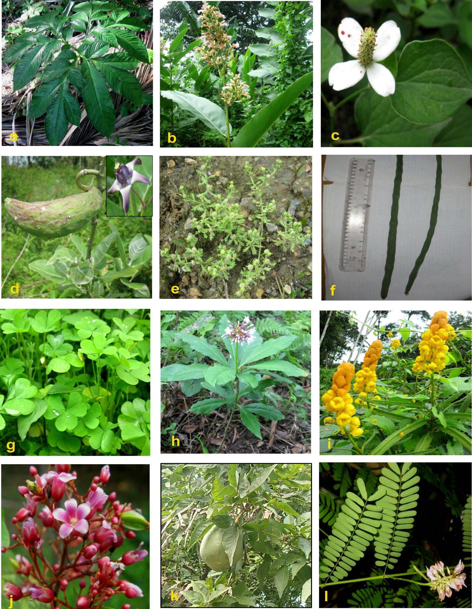 Plant species figure