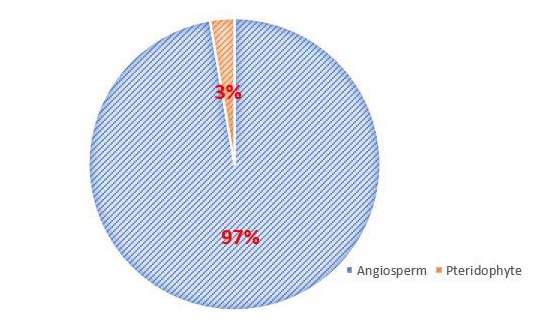 Pie chart 1