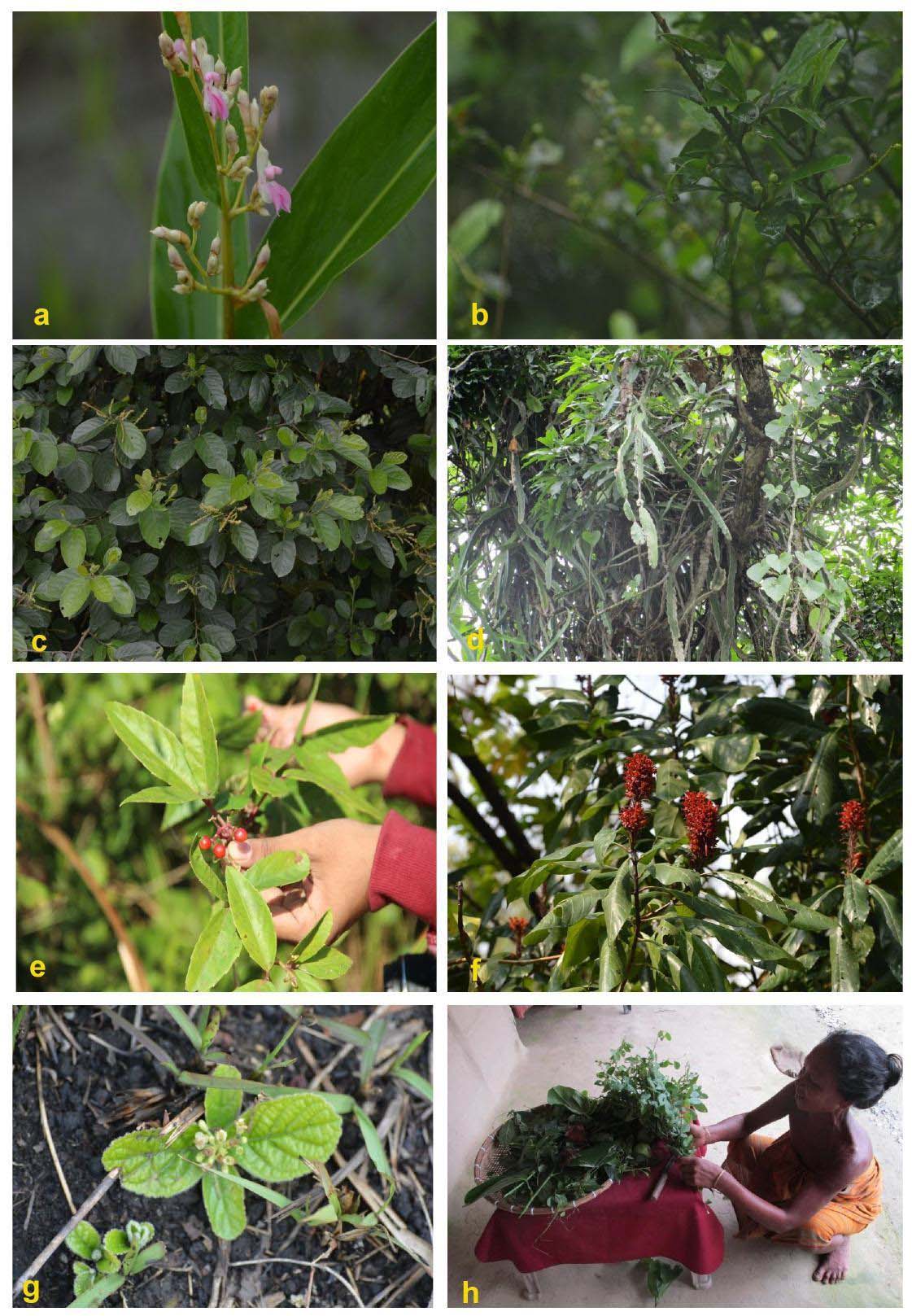 Wild edible plants and mixed vegetable curry
