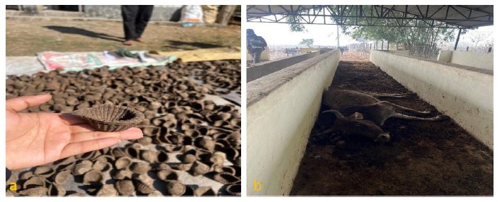 Traditional deyo and unmanaged carcass