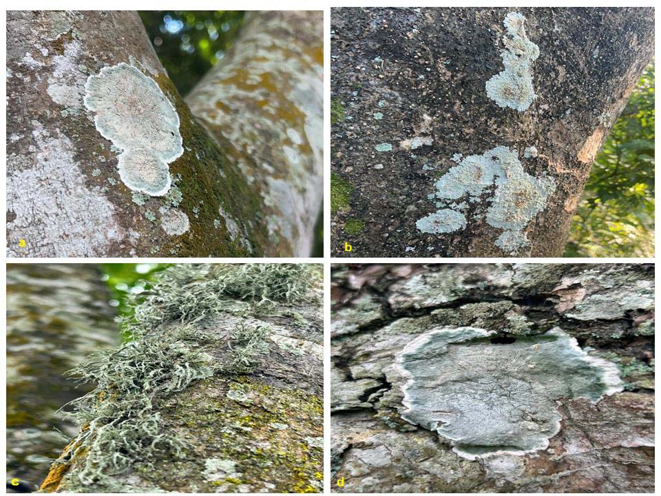Types of lichens