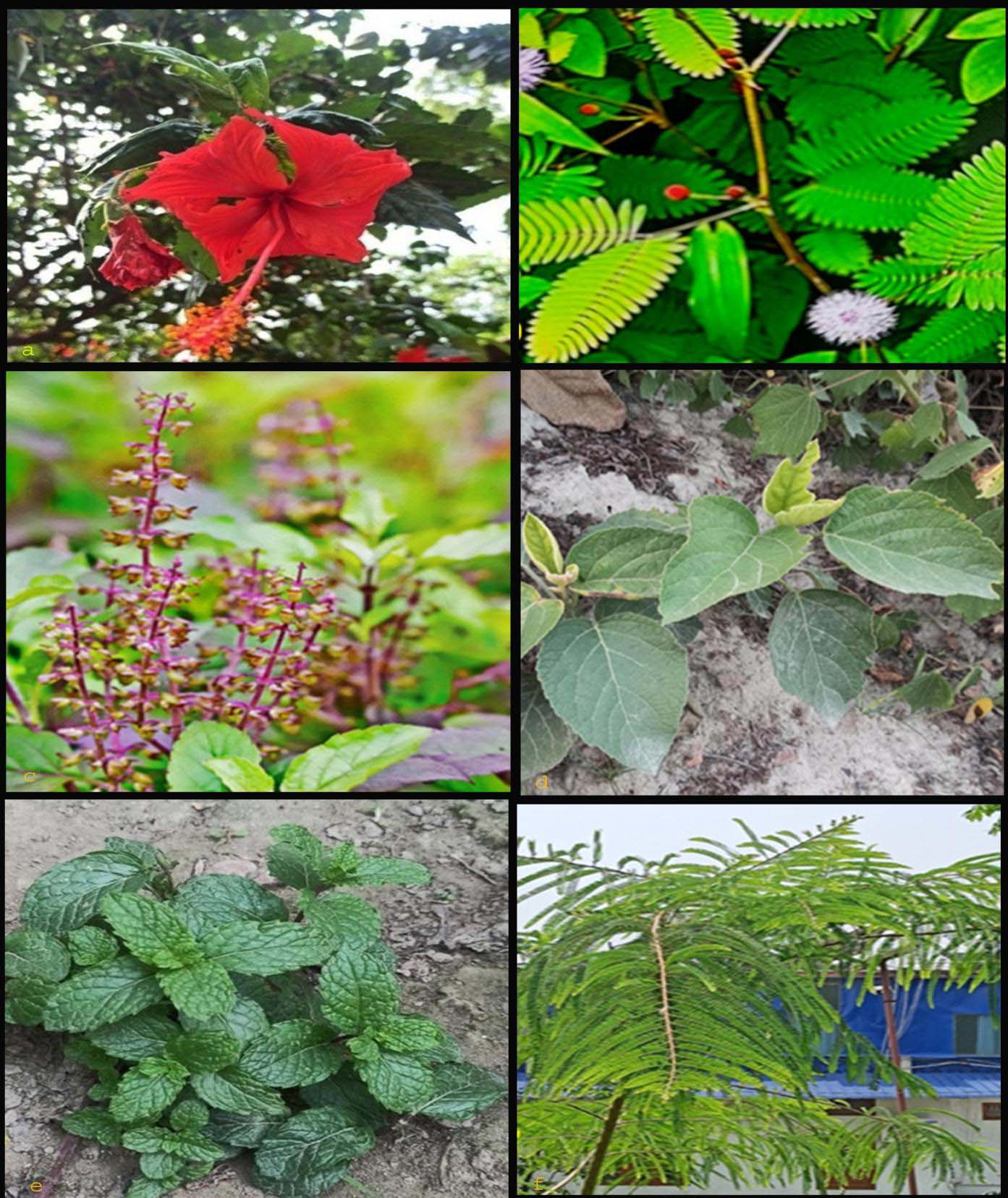 Medicinal plants