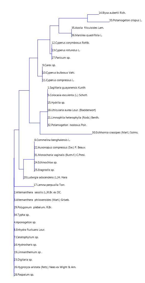 Cluster analysis through Bray-Curtis similarity index of macrophyte species