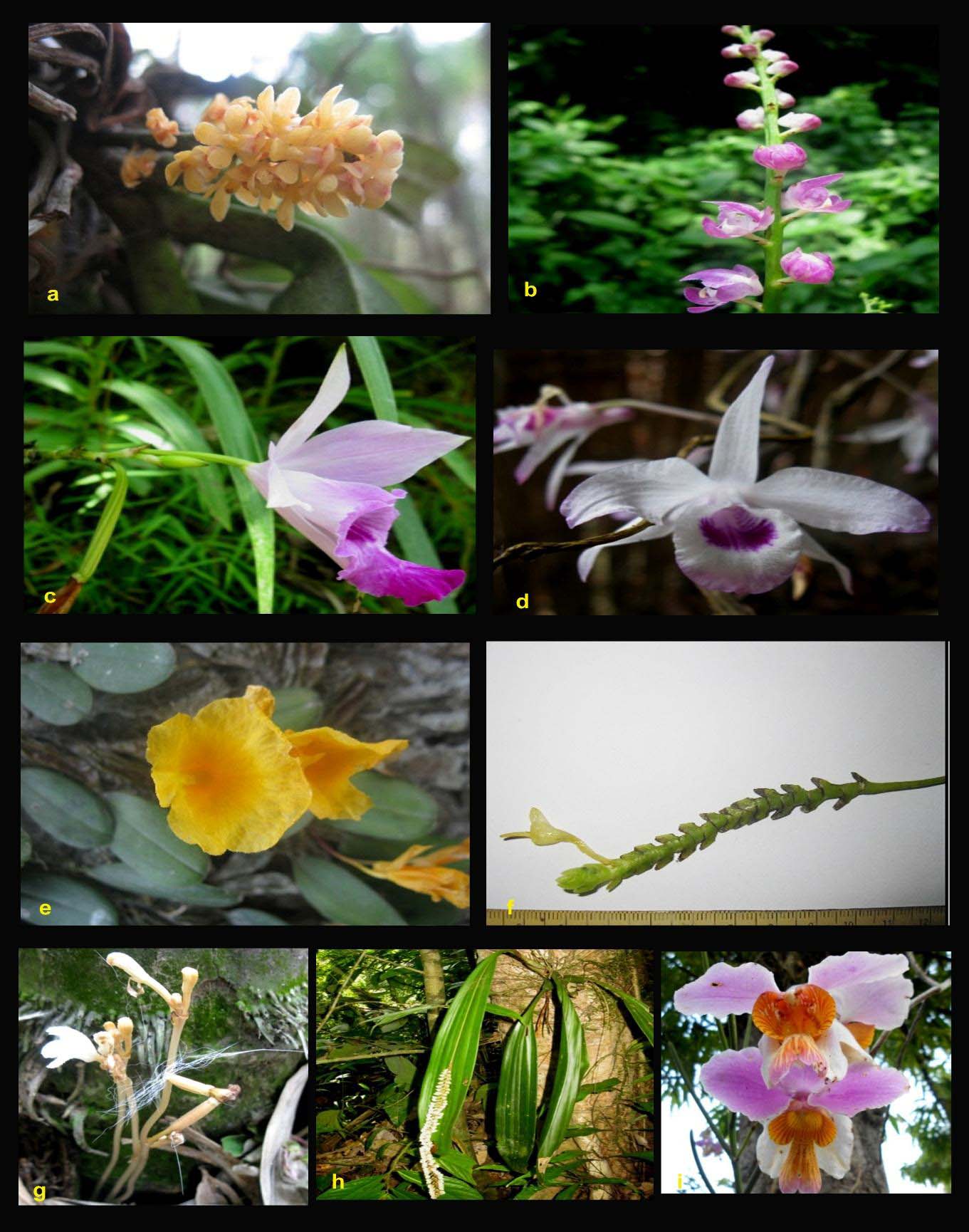 Orchid species figure
