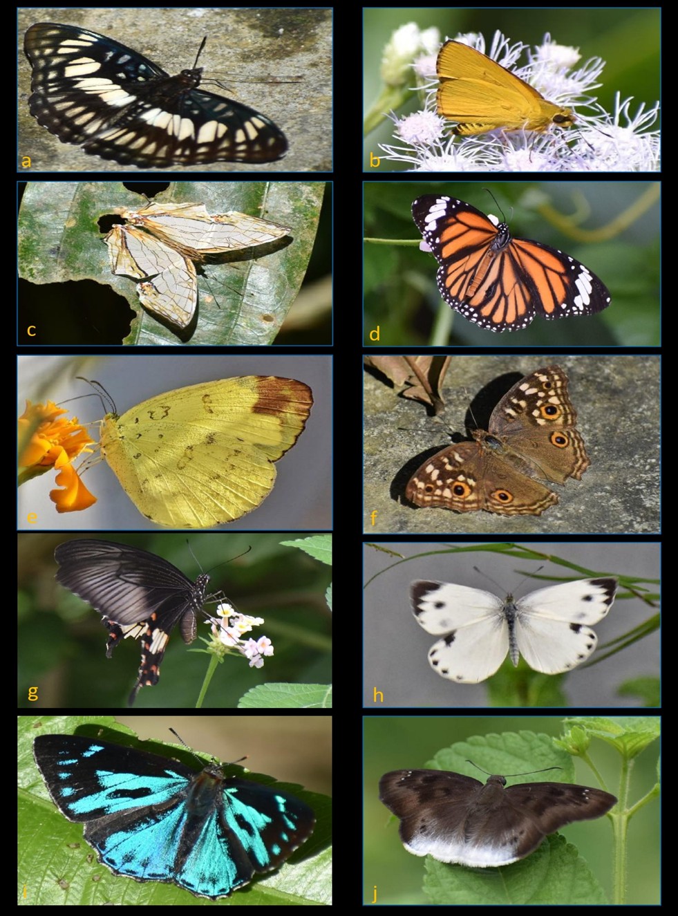 Selected butterfly species photographs